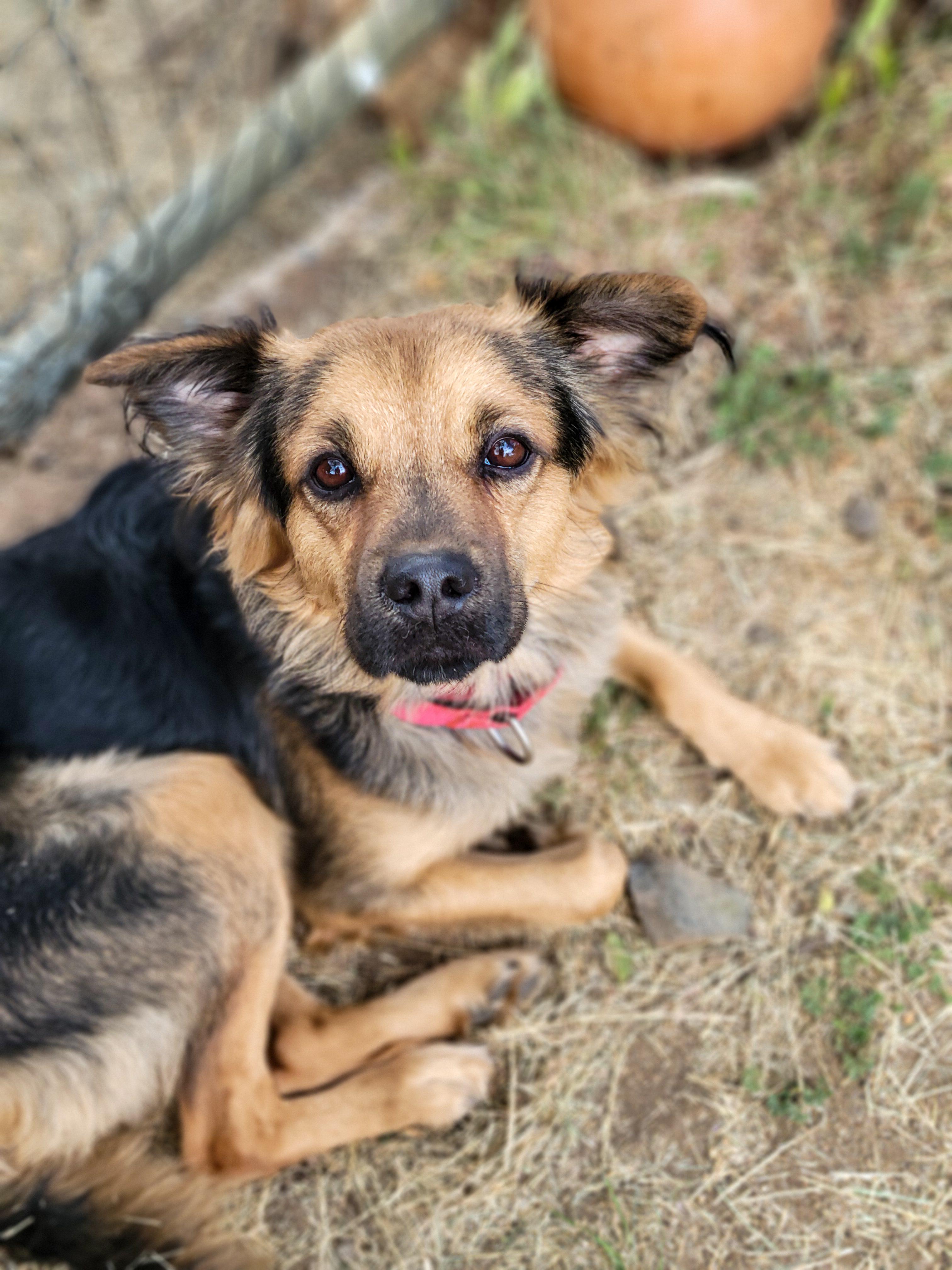 Enlarge Oscar, an adopted mixed breed in Temecula, CA image 5/6