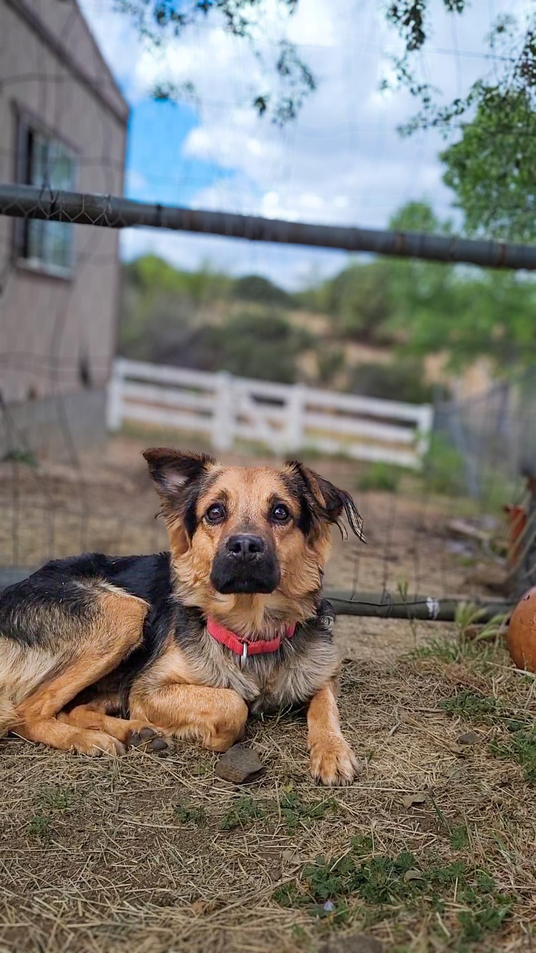 Enlarge Oscar, an adopted mixed breed in Temecula, CA image 3/6