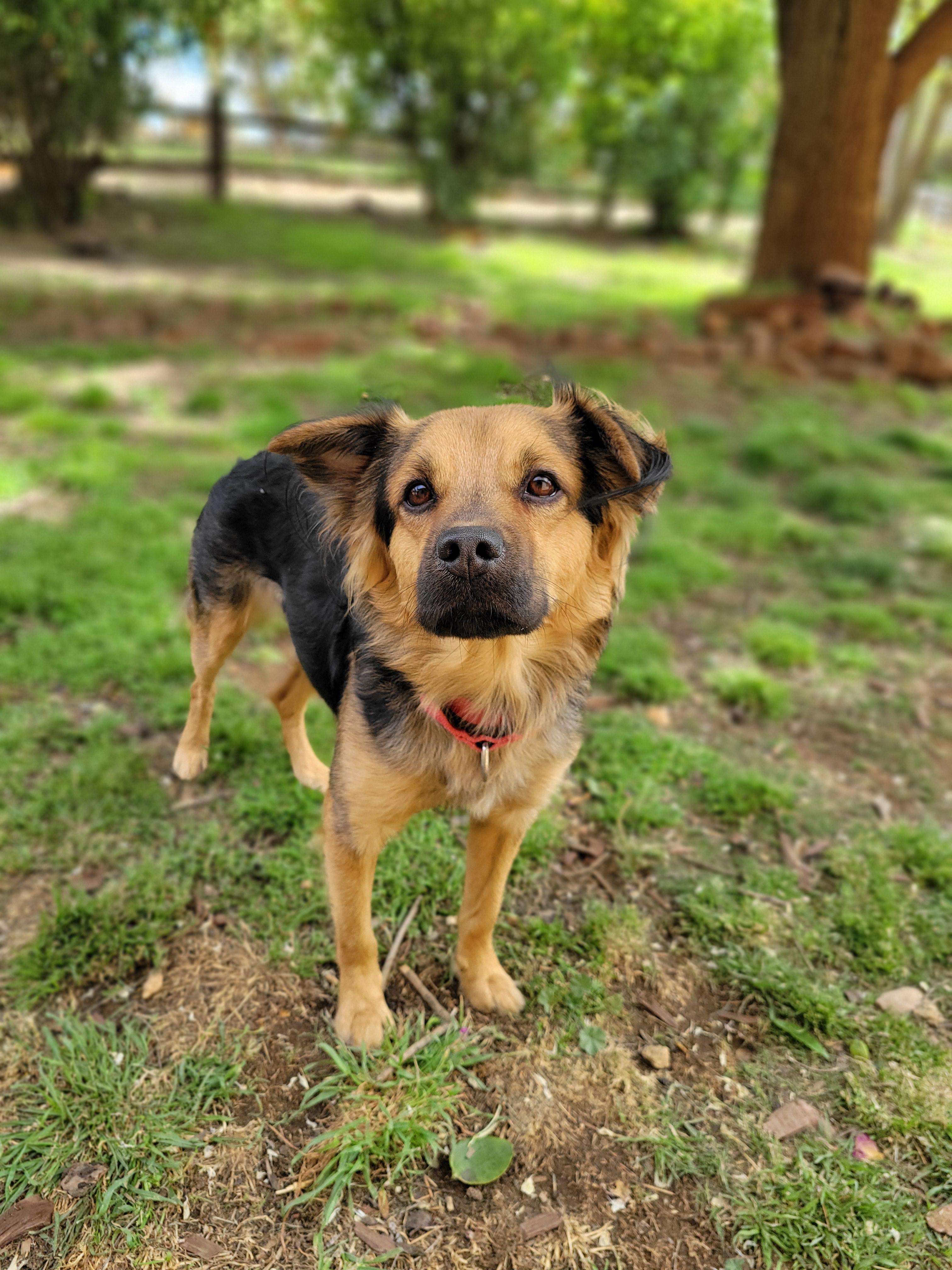 Enlarge Oscar, an adopted mixed breed in Temecula, CA image 6/6