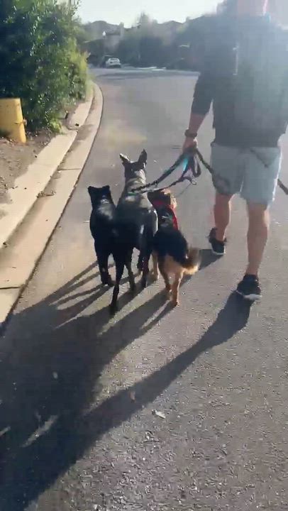 Enlarge Oscar, an adopted mixed breed in Temecula, CA video 4/6