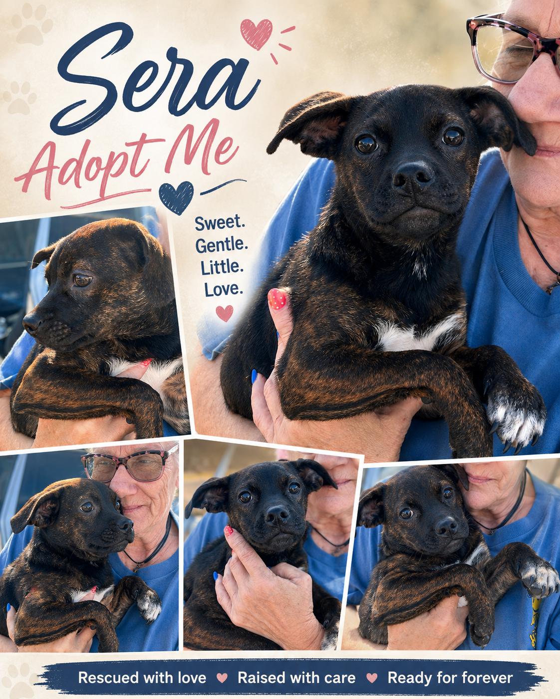 Sera, ADOPTABLE, Young Female Plott Hound & Labrador Retriever.