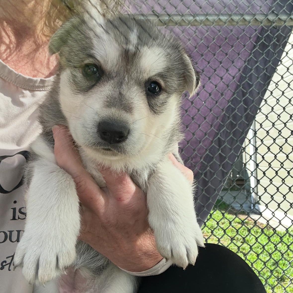 Enlarge Koala Bear, a ADOPTABLE mixed breed in Sun Valley, CA image 3/5