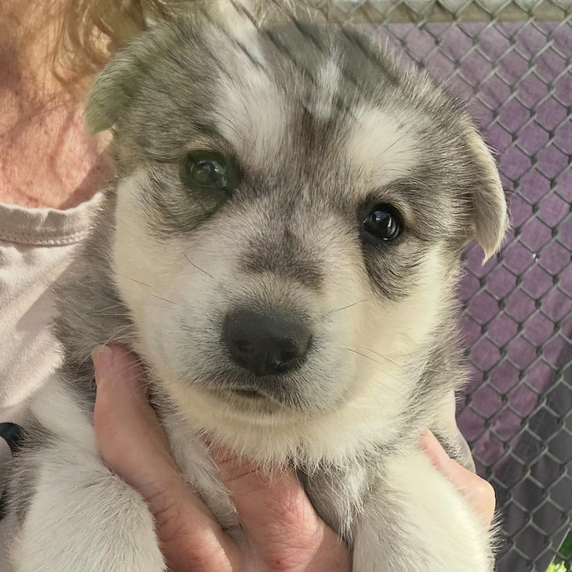 Enlarge Koala Bear, a ADOPTABLE mixed breed in Sun Valley, CA image 4/5