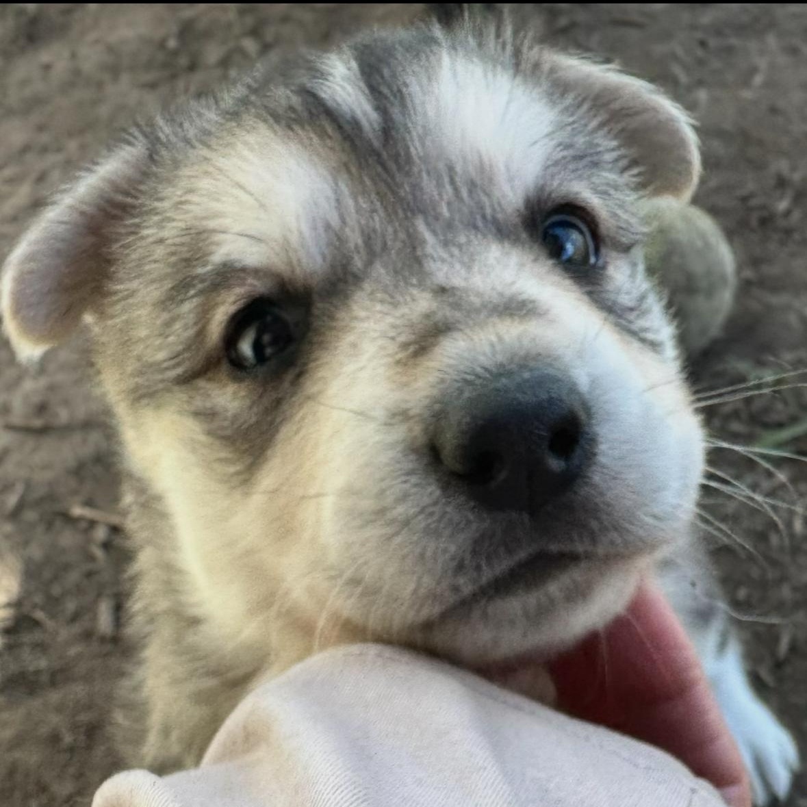 Enlarge Koala Bear, a ADOPTABLE mixed breed in Sun Valley, CA image 1/5