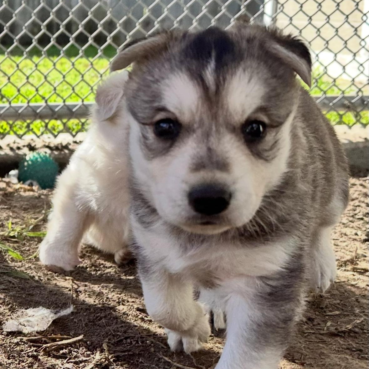Enlarge Koala Bear, a ADOPTABLE mixed breed in Sun Valley, CA image 5/5