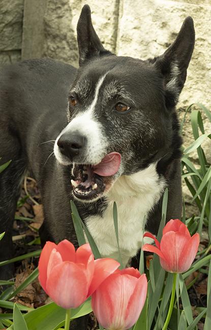 Holly, a ADOPTABLE mixed breed in Chicago, IL image 5/5