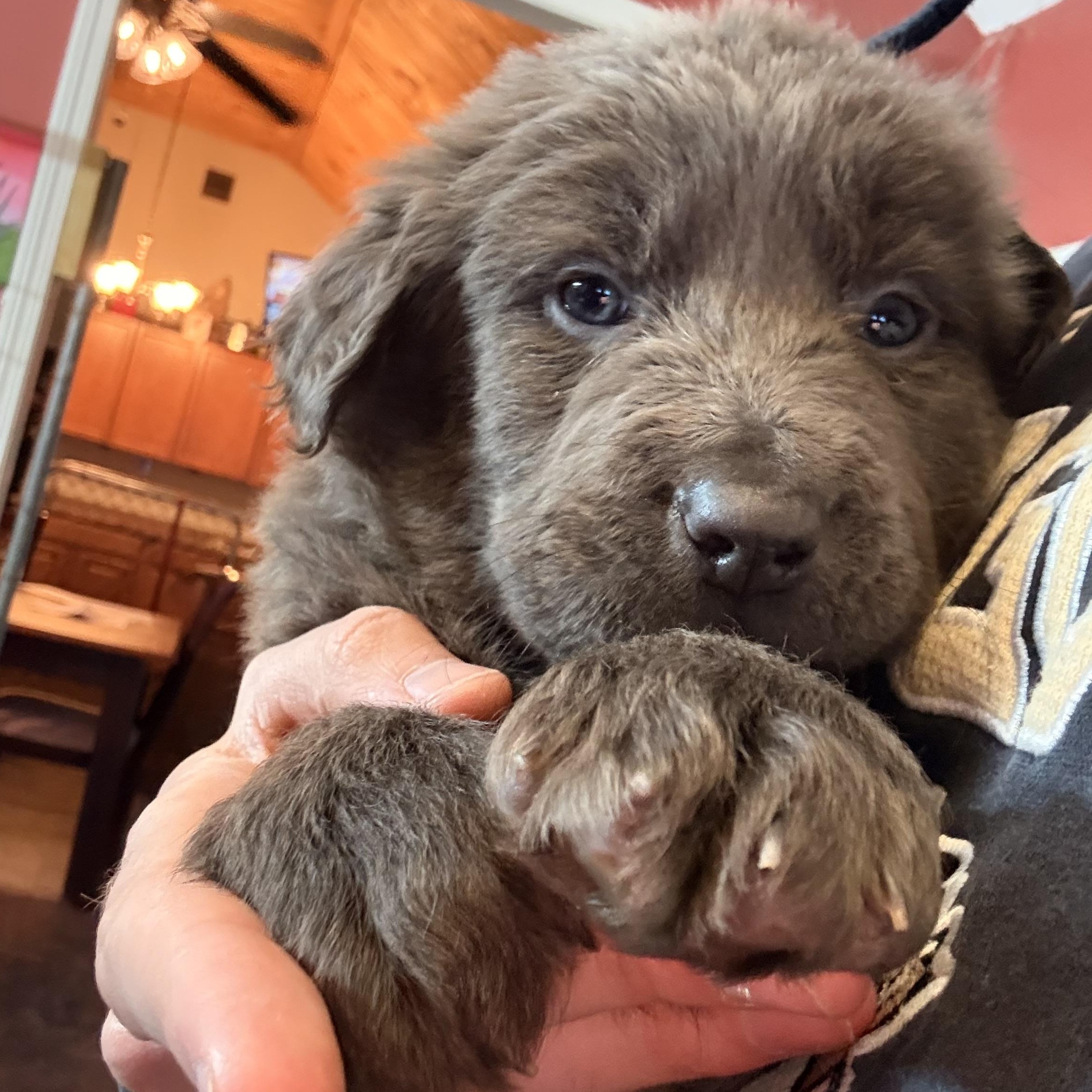 Enlarge BALOO , an adoption pending mixed breed in Southbridge , MA image 1/6