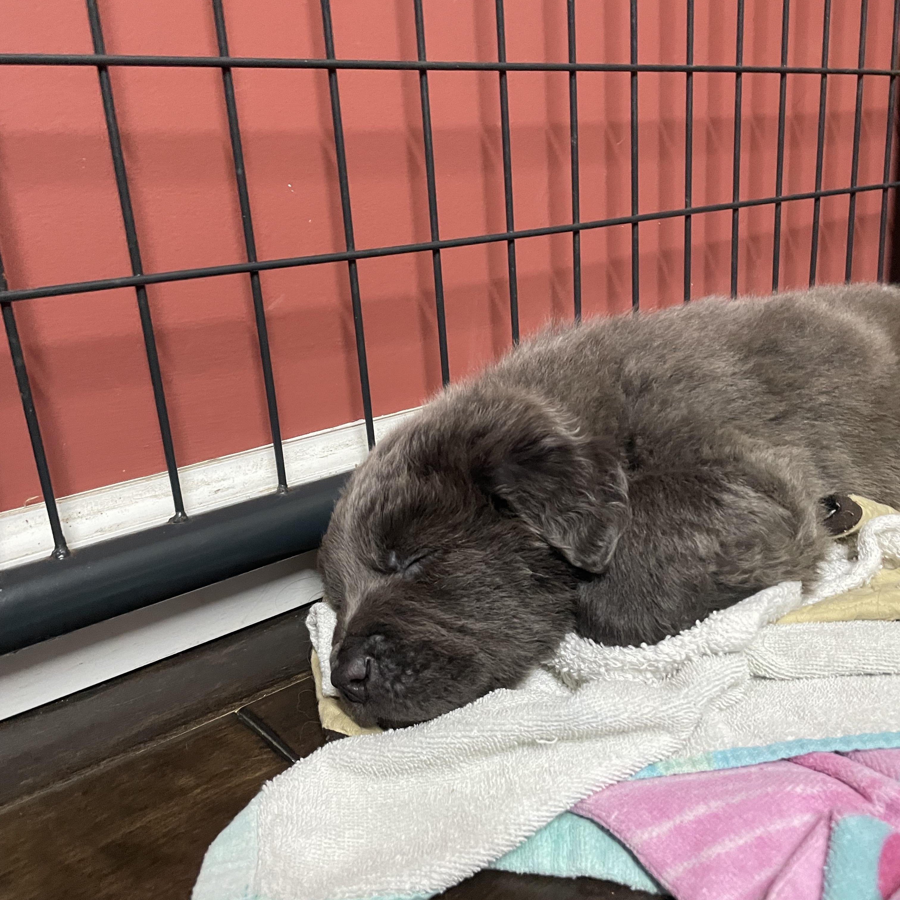 Enlarge BALOO , an adoption pending mixed breed in Southbridge , MA image 3/6