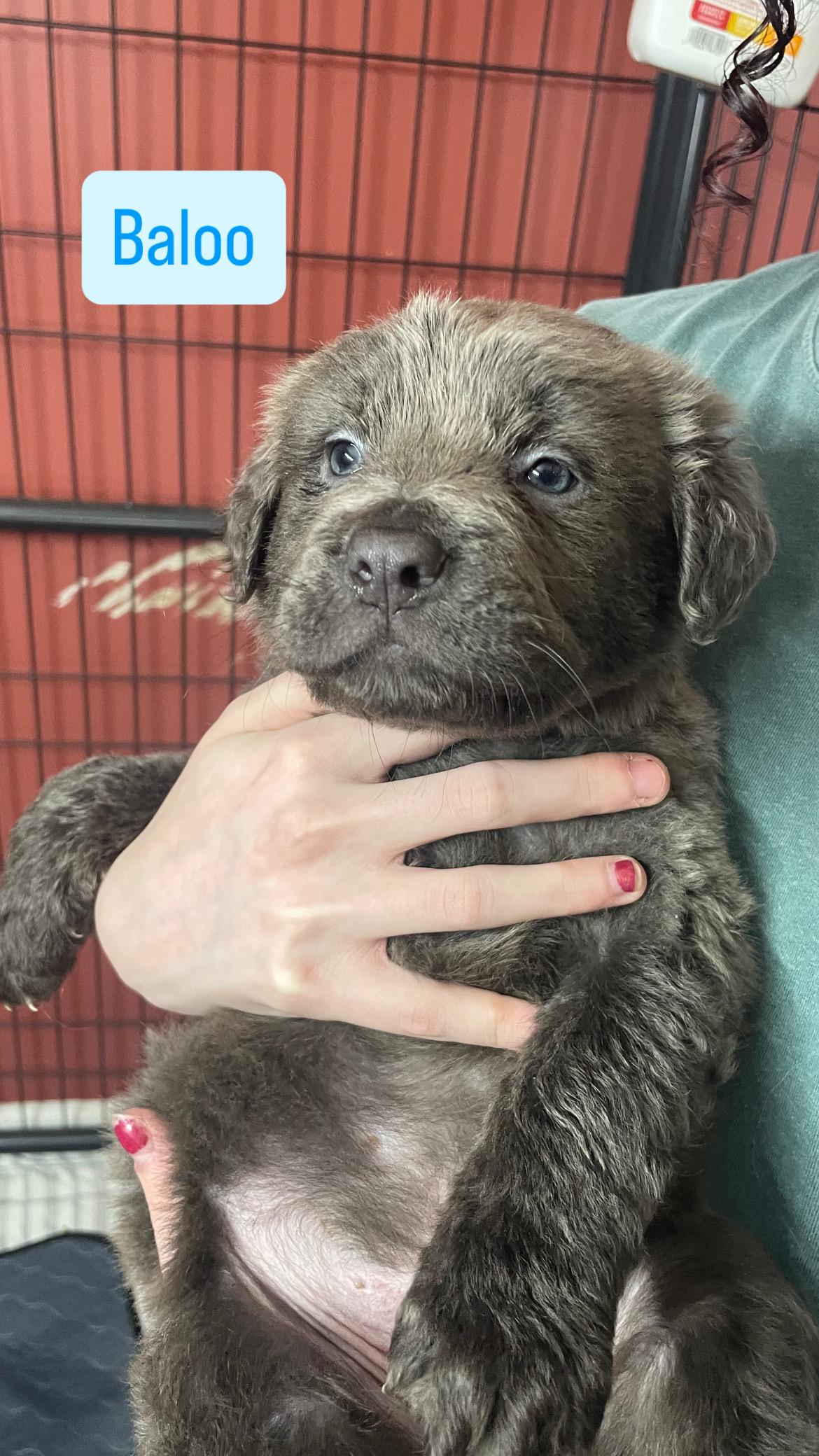 Enlarge BALOO , an adoption pending mixed breed in Southbridge , MA image 4/6