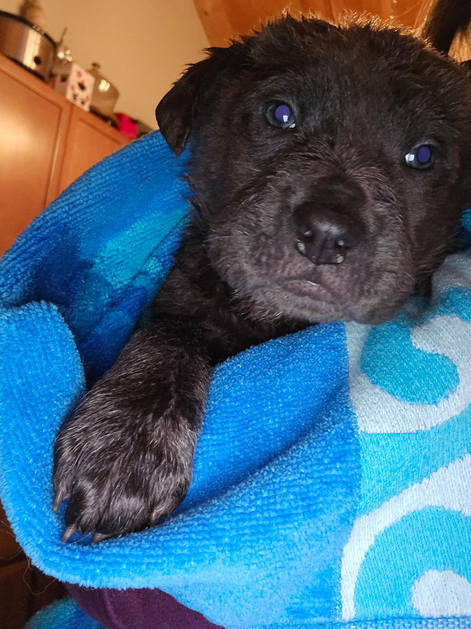 Enlarge BALOO , an adoption pending mixed breed in Southbridge , MA image 5/6