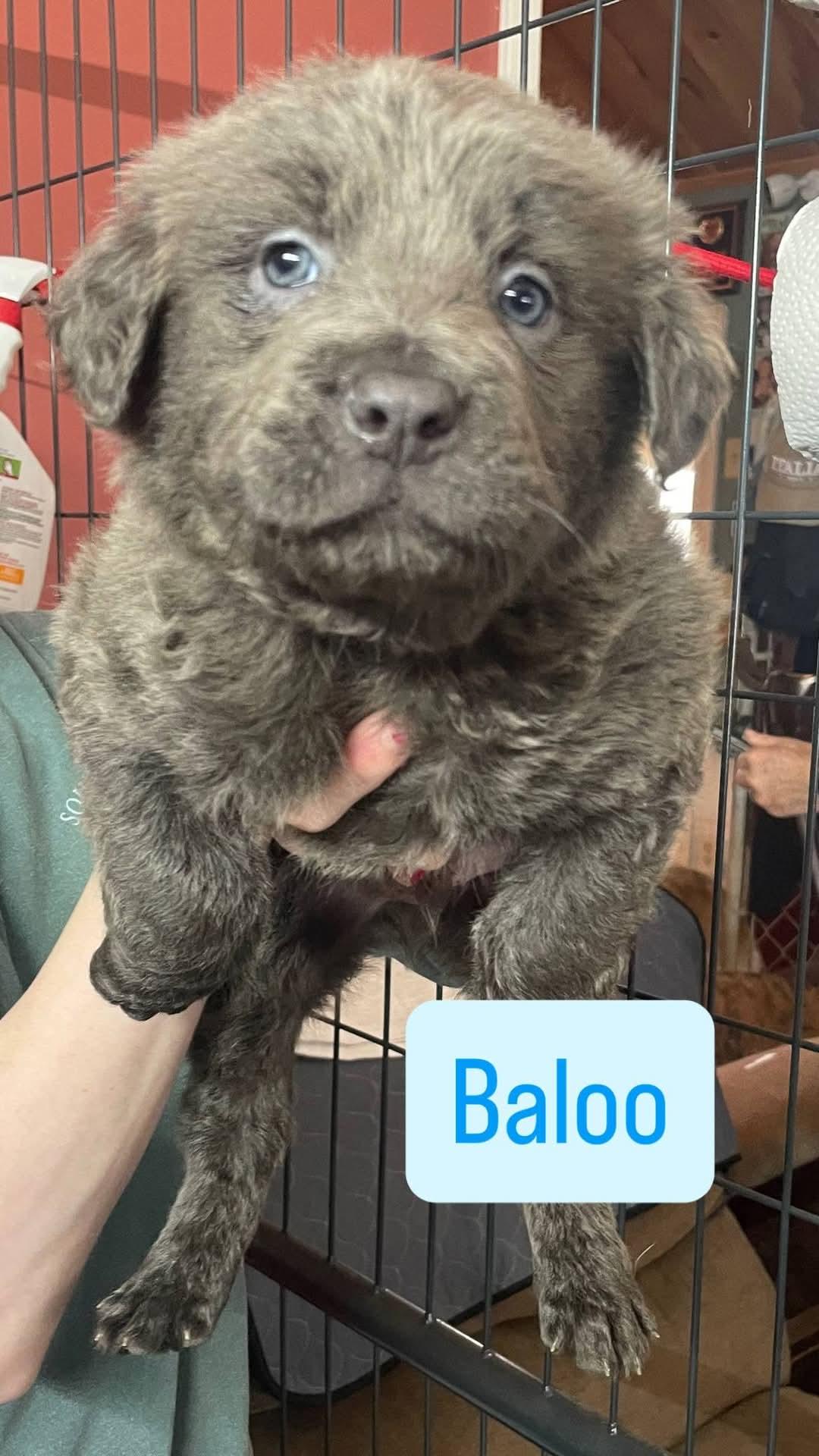 Enlarge BALOO , a ADOPTABLE mixed breed in Manchester, CT image 1/1