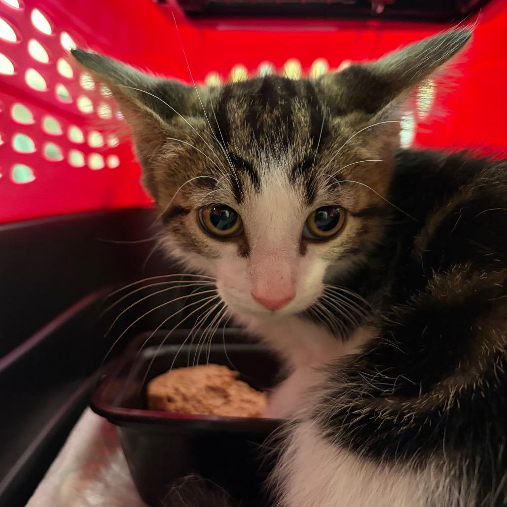 Still, Adoptable, Kitten Female Domestic Short Hair.