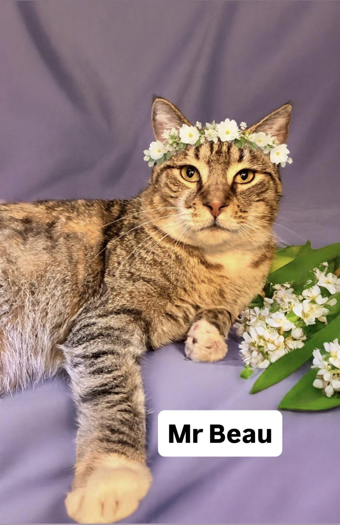 Enlarge Mr Beau at Martinez Pet Food Express  May 2nd, a Adoptable Tabby in Walnut Creek, CA image 1/1