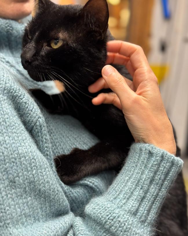 Erasmus, ADOPTABLE, Young Male Domestic Short Hair.