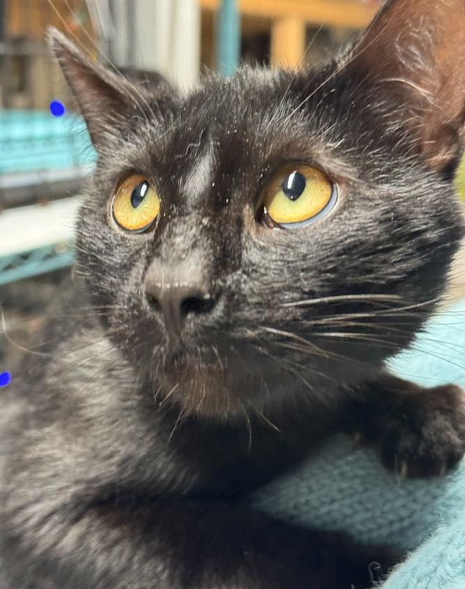 Enlarge Erasmus, a ADOPTABLE Domestic Short Hair in Crompond, NY image 3/4