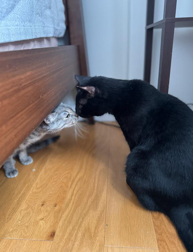 Enlarge Erasmus, a ADOPTABLE Domestic Short Hair in Crompond, NY image 4/4