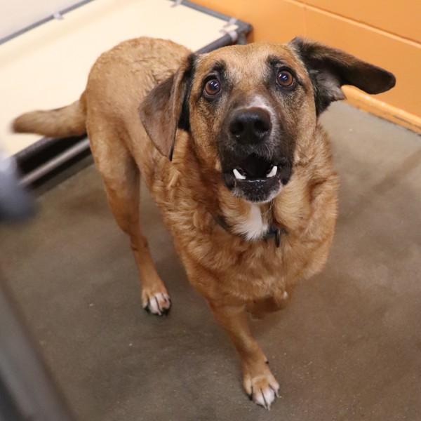 Enlarge Shadow, a Adoptable mixed breed in Sioux City, IA image 1/1