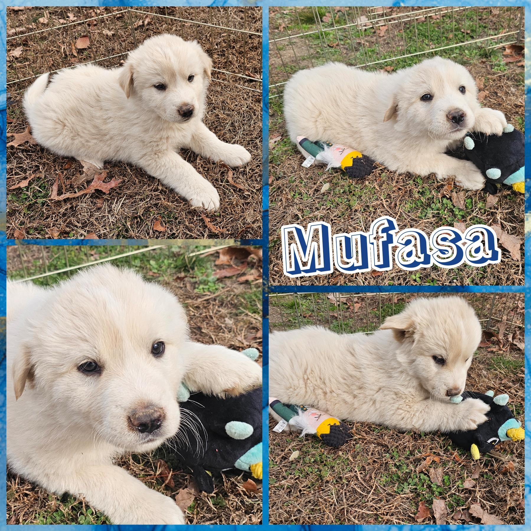 Mufasa , adopted, Puppy Male Great Pyrenees & Carolina Dog.