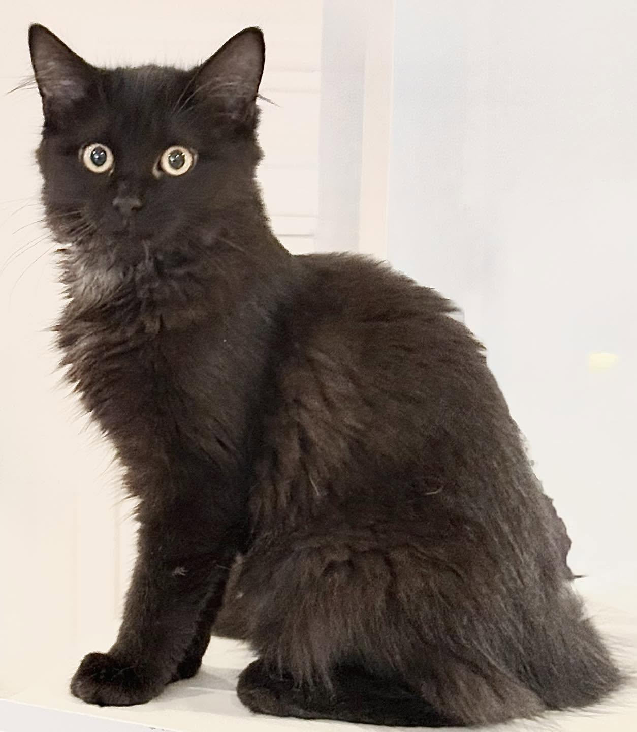 Tiny, Adoptable, Kitten Female Maine Coon.