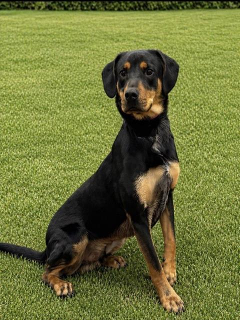 Enlarge ROCCO, a Adoptable mixed breed in Cookeville, TN image 1/1