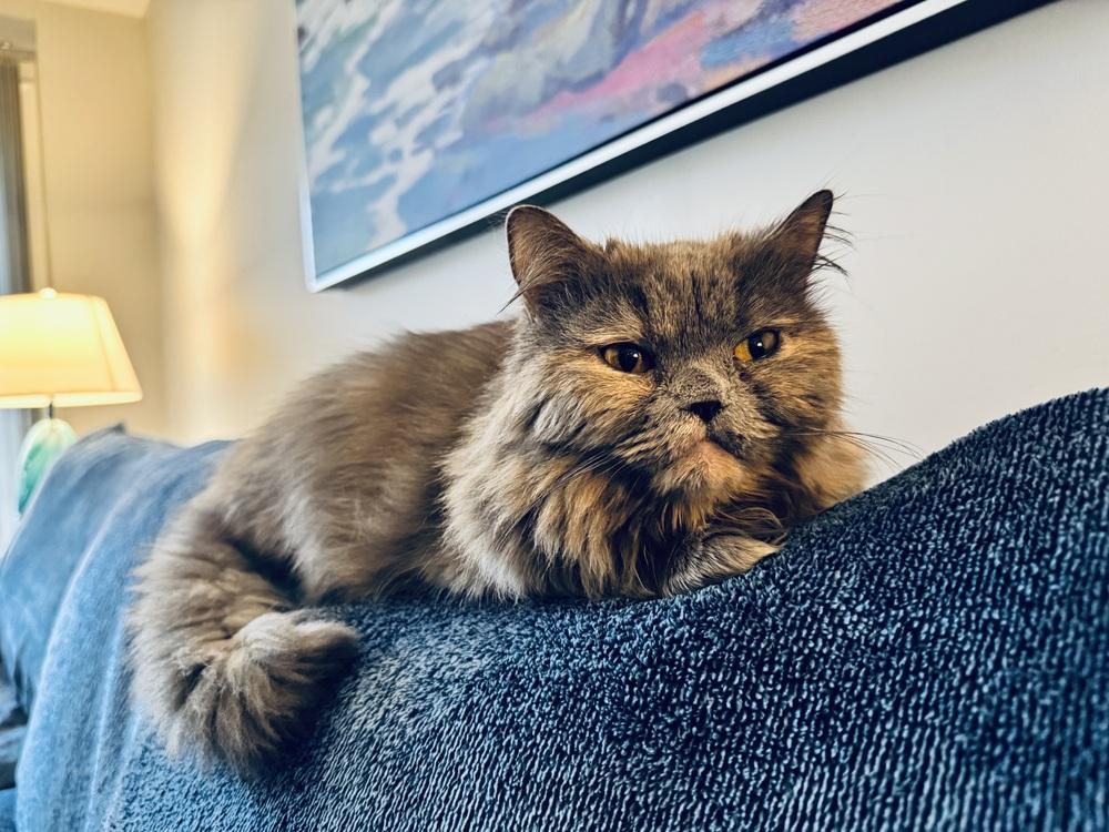 Puff, Adoptable, Young Female Persian.