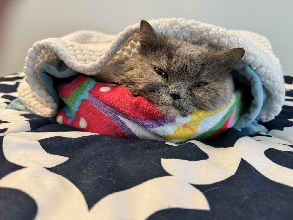 Enlarge Puff, a Adoptable Persian in Vienna , VA image 2/4