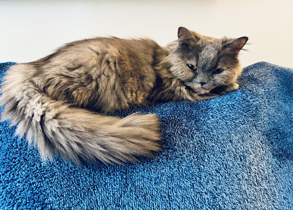 Enlarge Puff, a Adoptable Persian in Vienna , VA image 3/4