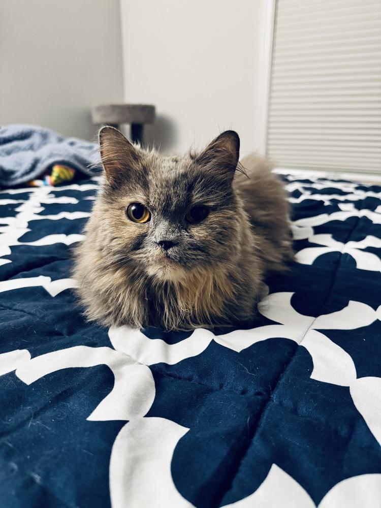 Enlarge Puff, a Adoptable Persian in Vienna , VA image 4/4