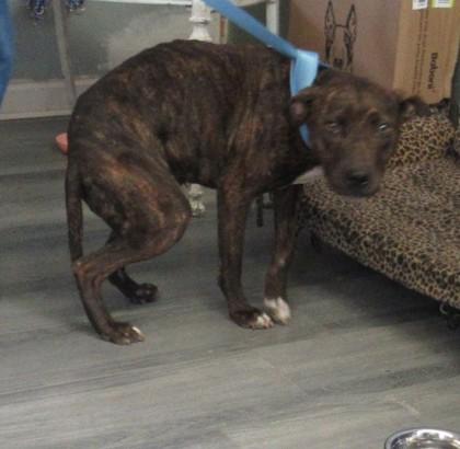 Betsy, Adoptable, Adult Female Pit Bull Terrier & Mixed Breed.