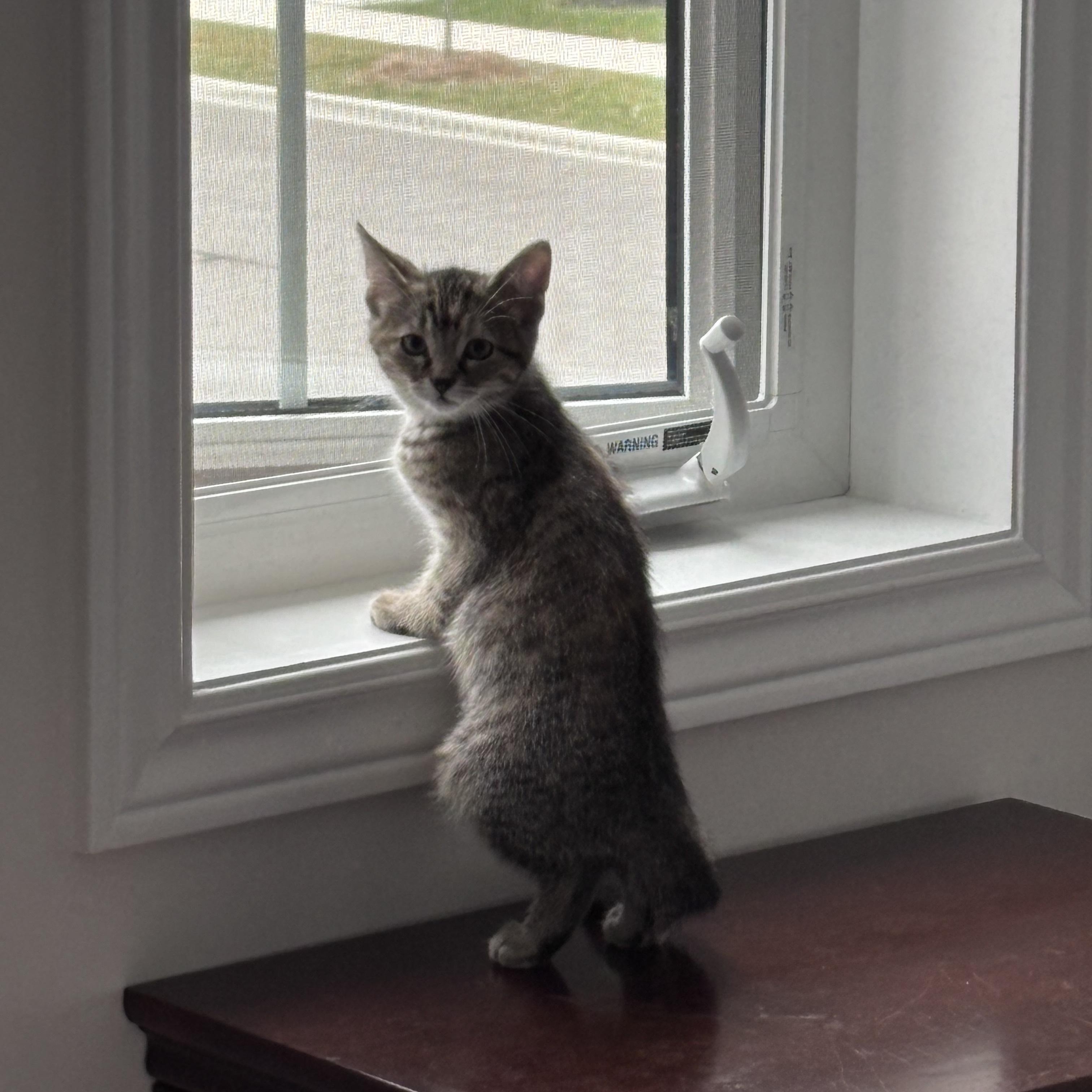 Enlarge Chloe, a Adoptable Domestic Short Hair in Caledon, ON image 2/6