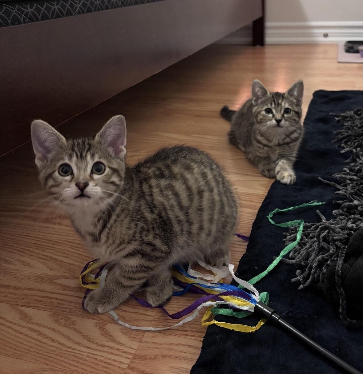 Enlarge Chloe, a Adoptable Domestic Short Hair in Caledon, ON image 6/6