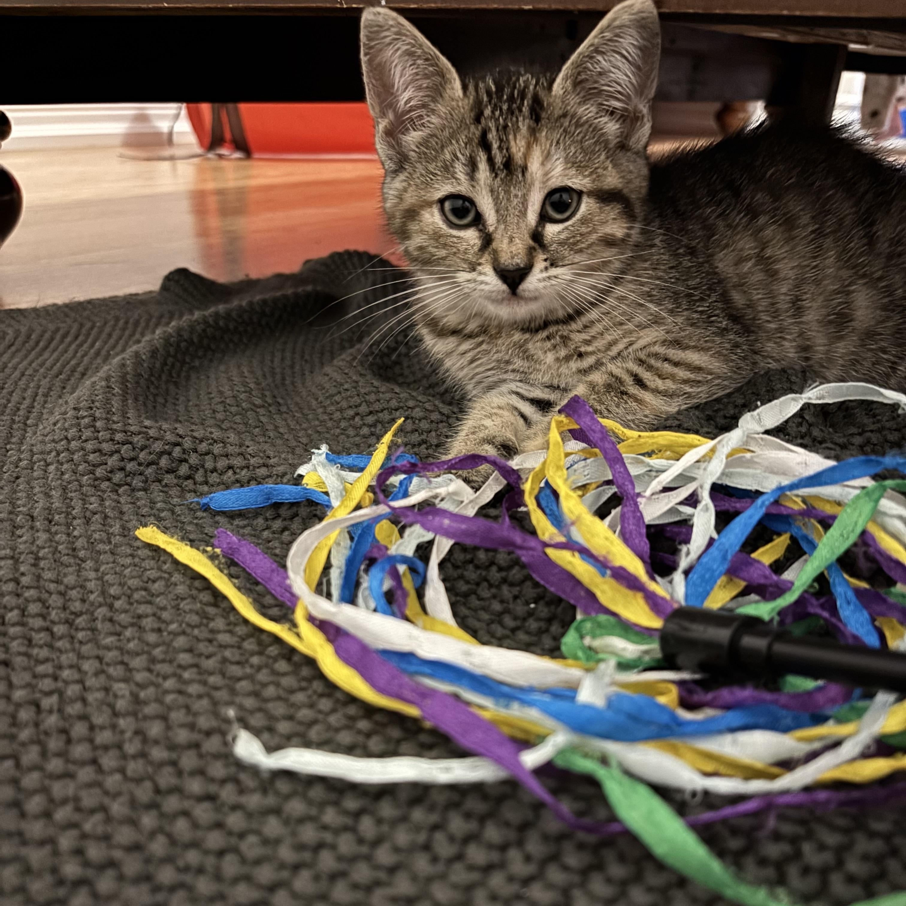 Enlarge Chloe, a Adoptable Domestic Short Hair in Caledon, ON image 1/6