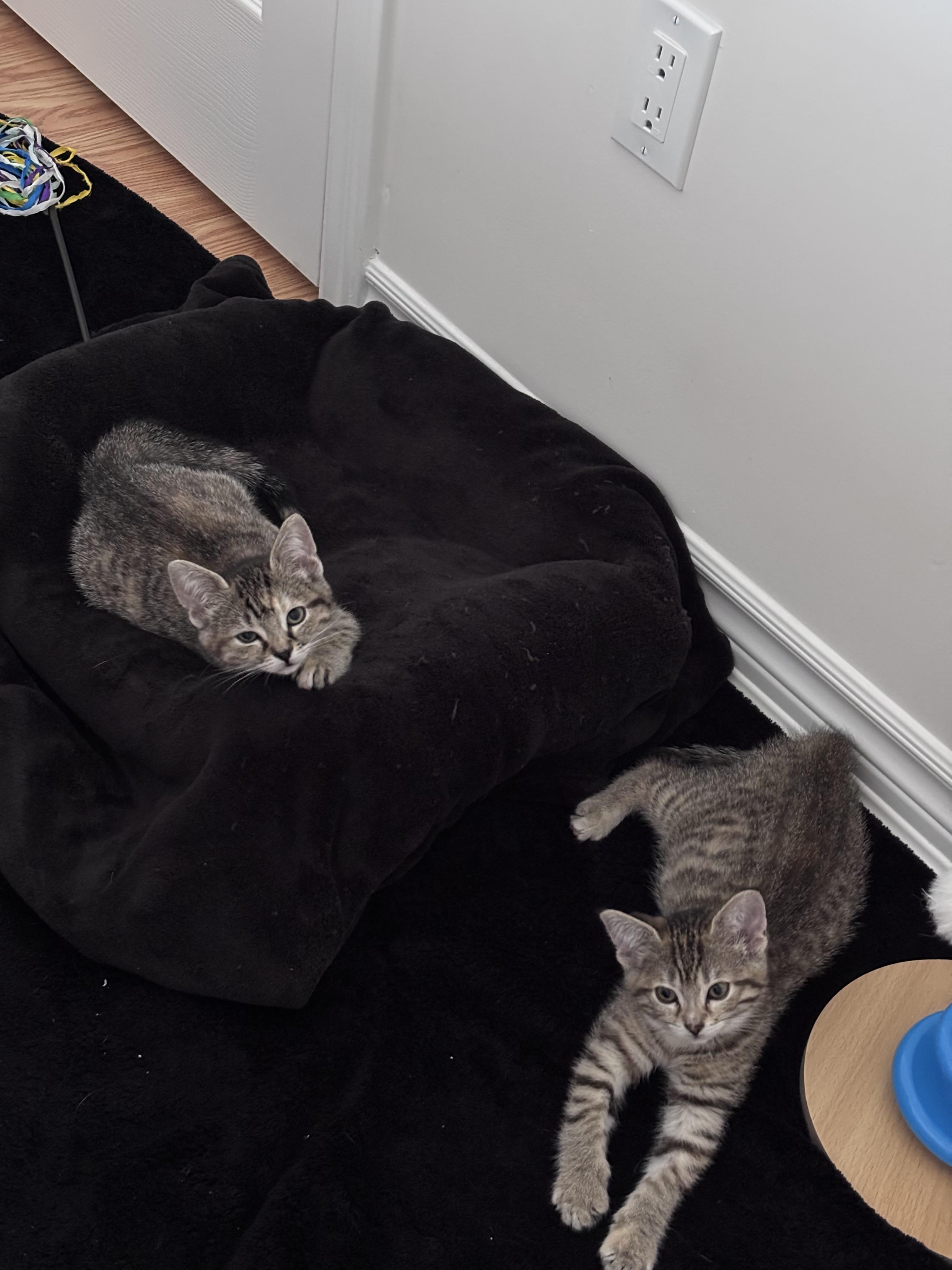 Enlarge Chloe, a Adoptable Domestic Short Hair in Caledon, ON image 4/6