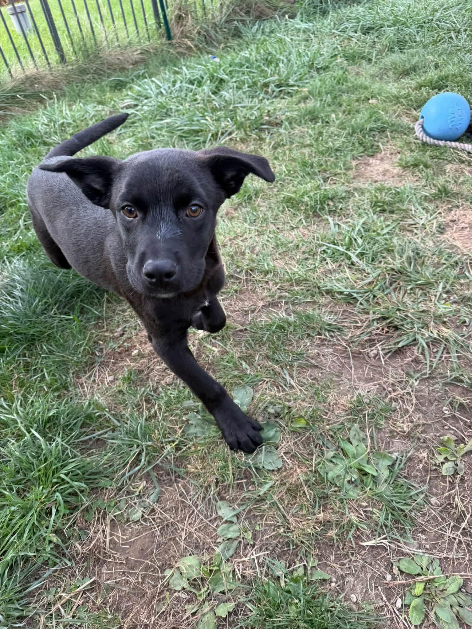 Enlarge Radley, a Adopted Labrador Retriever in Germantown, OH image 1/3