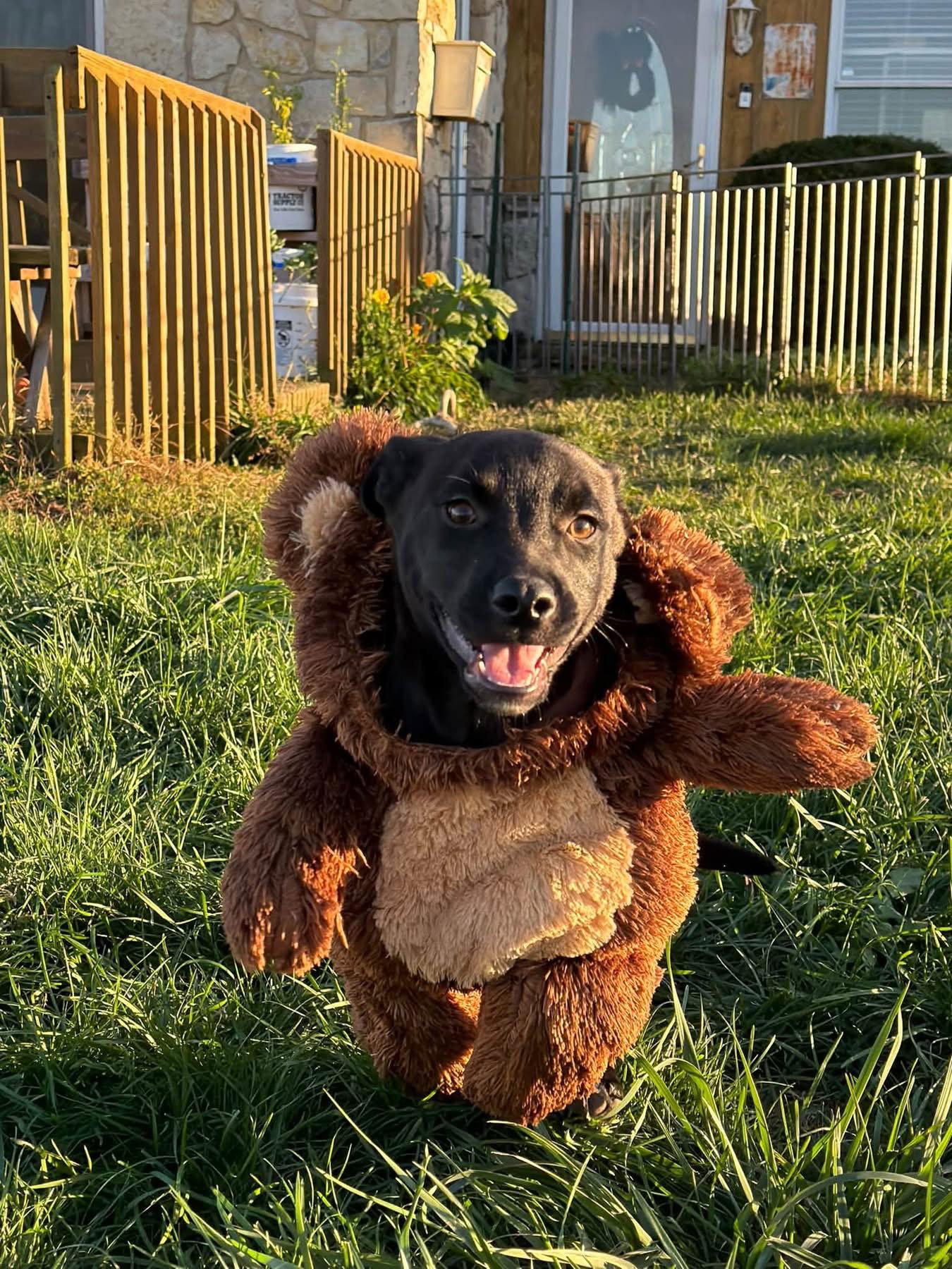 Enlarge Radley, a Adopted Labrador Retriever in Germantown, OH image 2/3