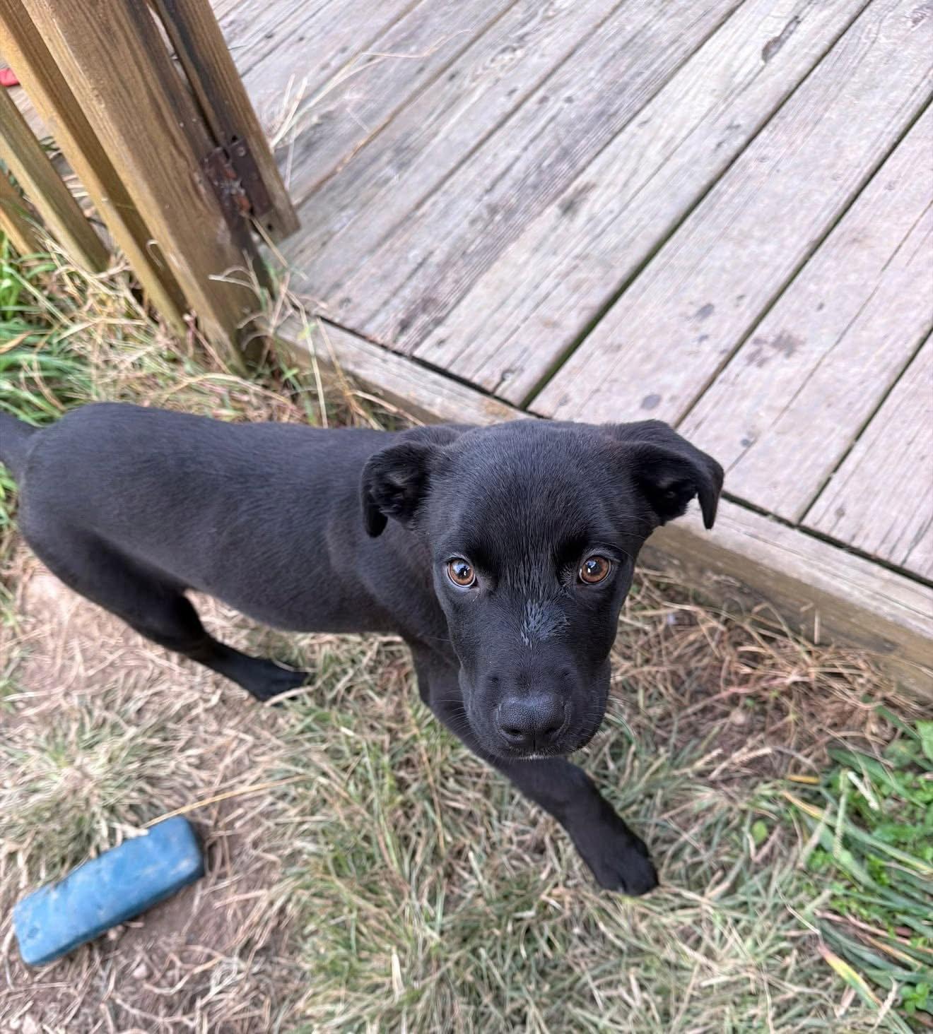 Enlarge Radley, a Adopted Labrador Retriever in Germantown, OH image 3/3