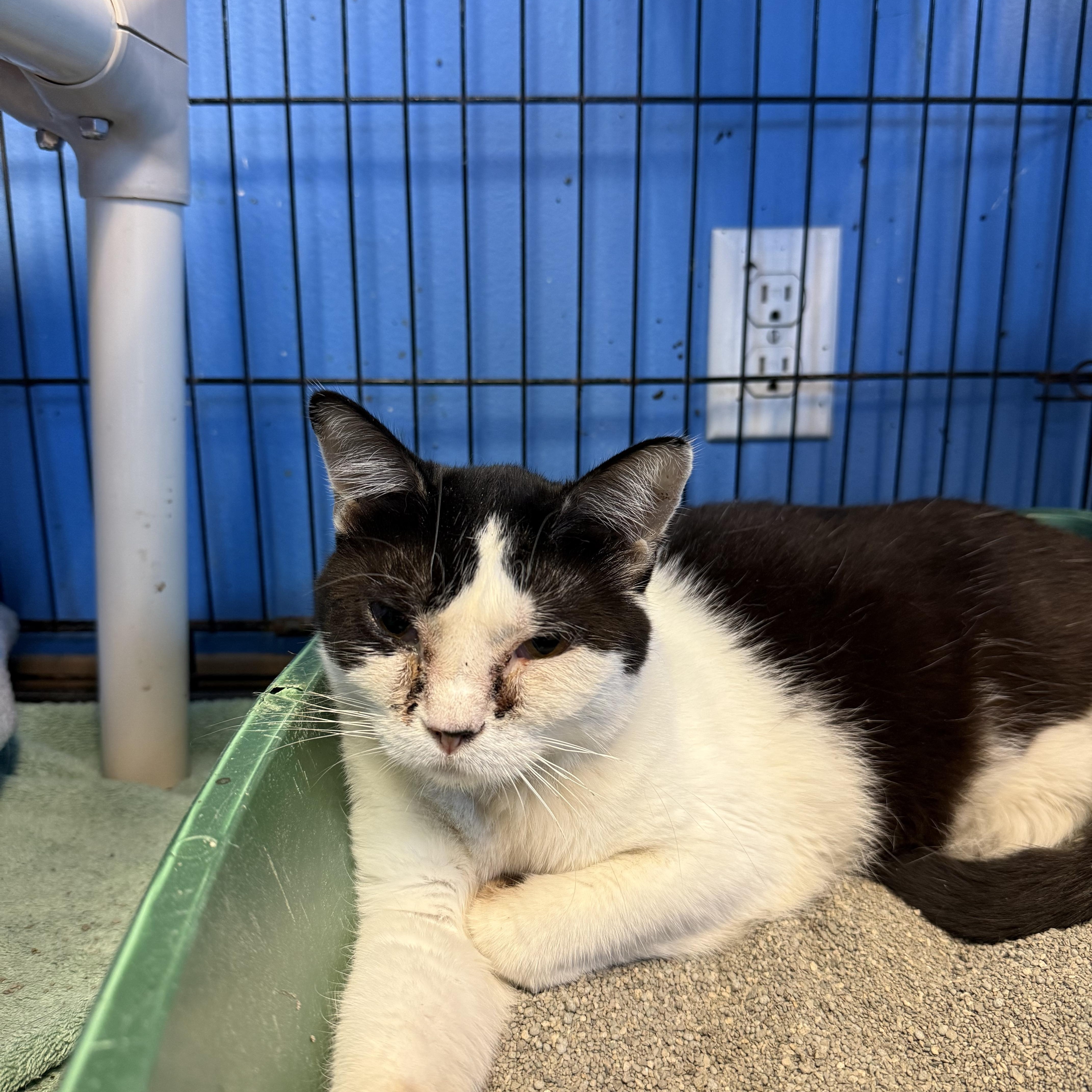 Jewels, ADOPTABLE, Adult Female Domestic Short Hair.