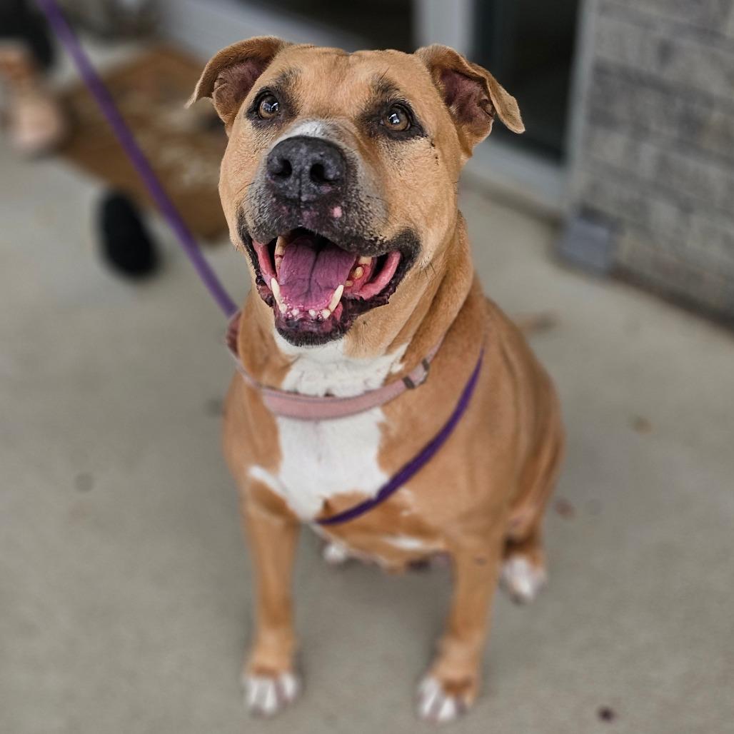 Enlarge Honey Baked Hamm, a Adoptable Mixed Breed in Marysville, OH image 1/4