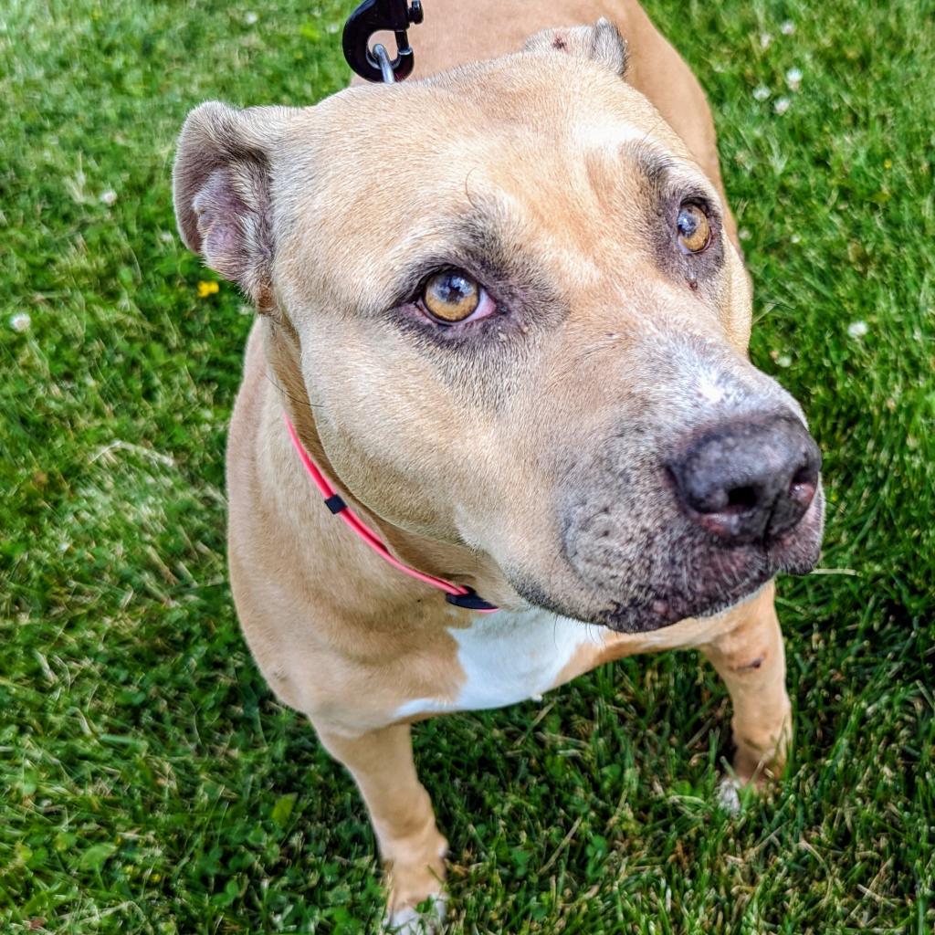 Enlarge Honey Baked Hamm, a Adoptable Mixed Breed in Marysville, OH image 2/4