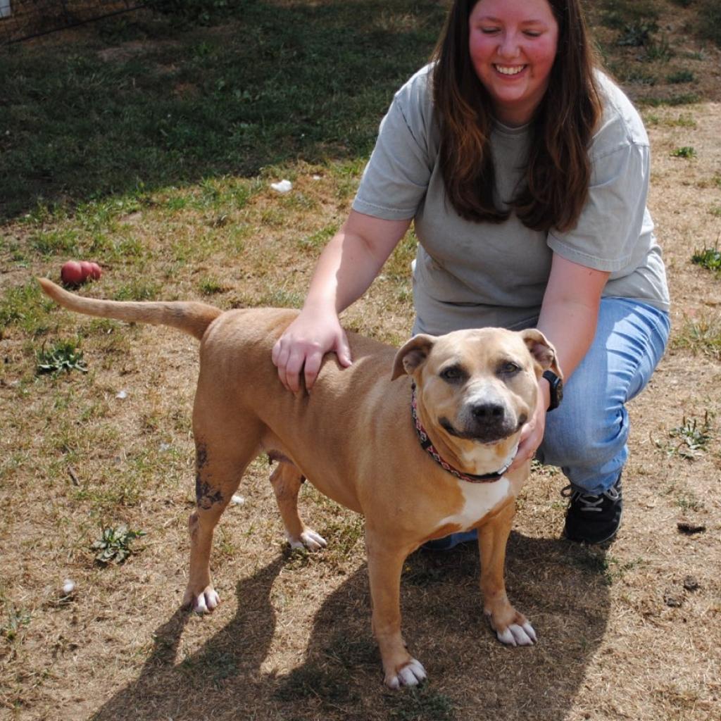 Enlarge Honey Baked Hamm, a Adoptable Mixed Breed in Marysville, OH image 3/4