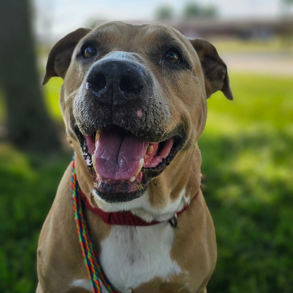 Honey Baked Hamm, Adoptable, Senior Female Mixed Breed.