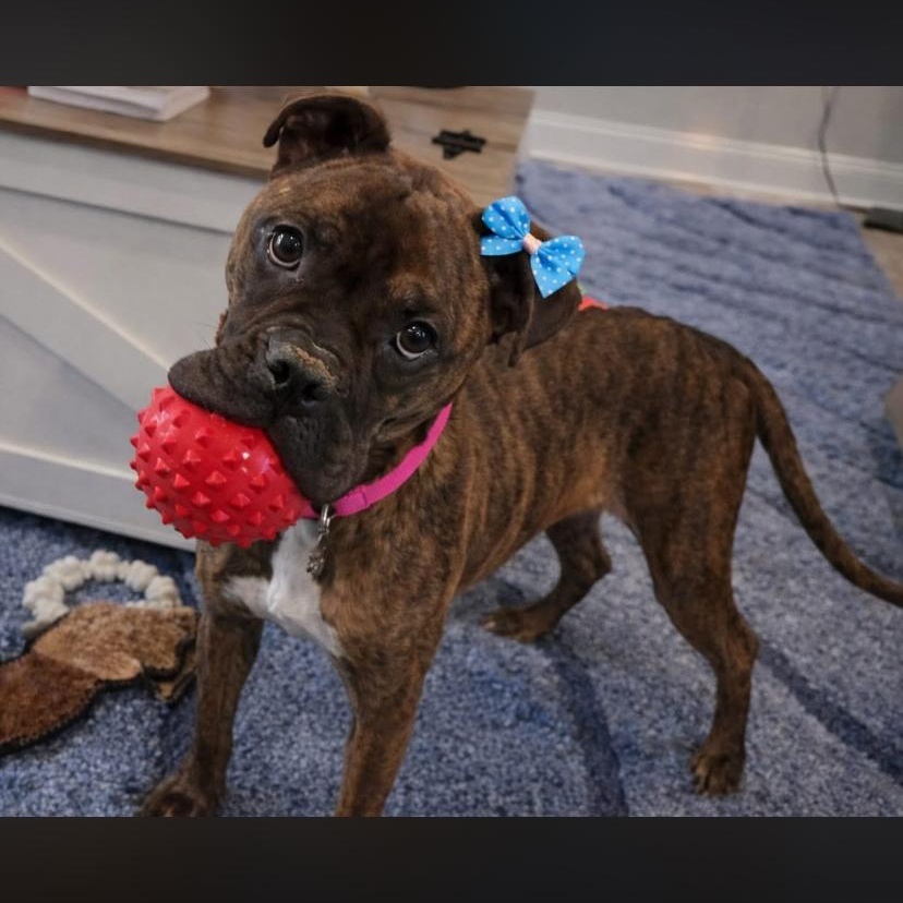 Parmesan, a ADOPTABLE Boxer in Philadelphia, PA image 2/6