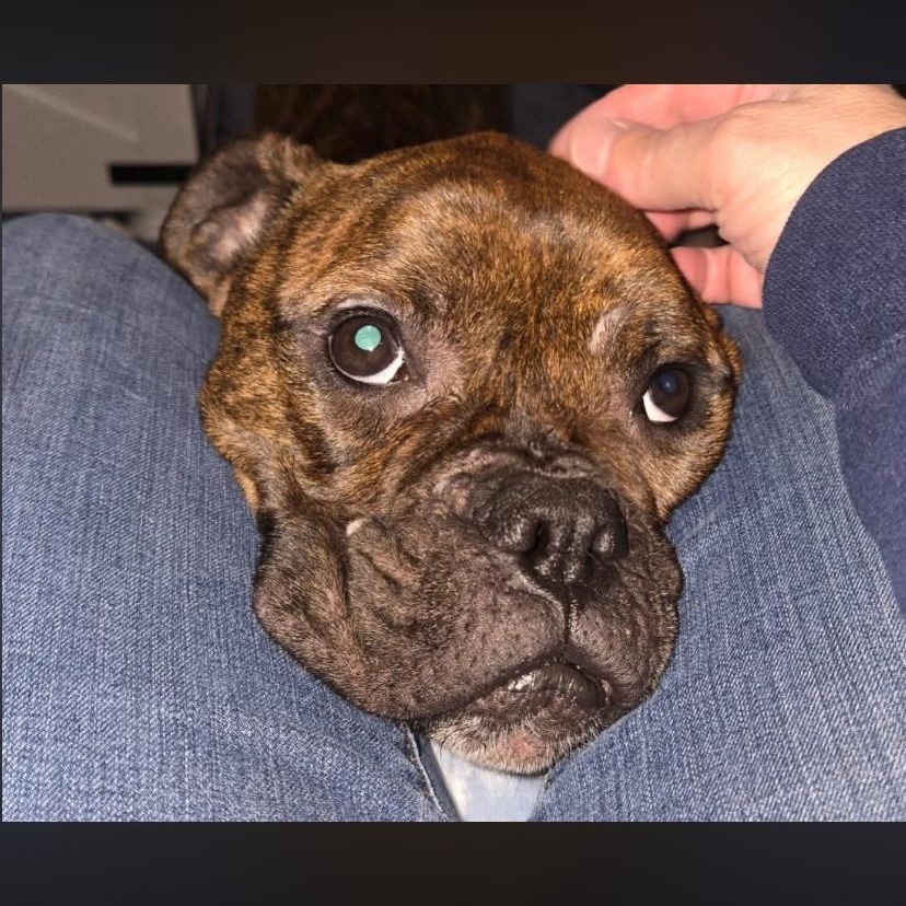 Parmesan, a ADOPTABLE Boxer in Philadelphia, PA image 5/6