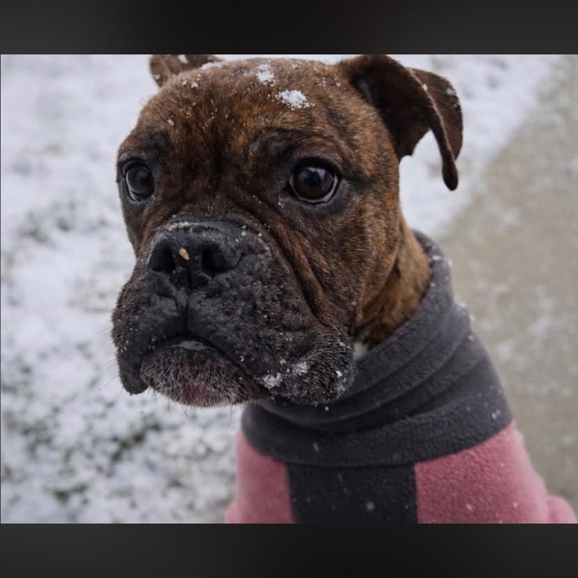 Parmesan, a ADOPTABLE Boxer in Philadelphia, PA image 3/6