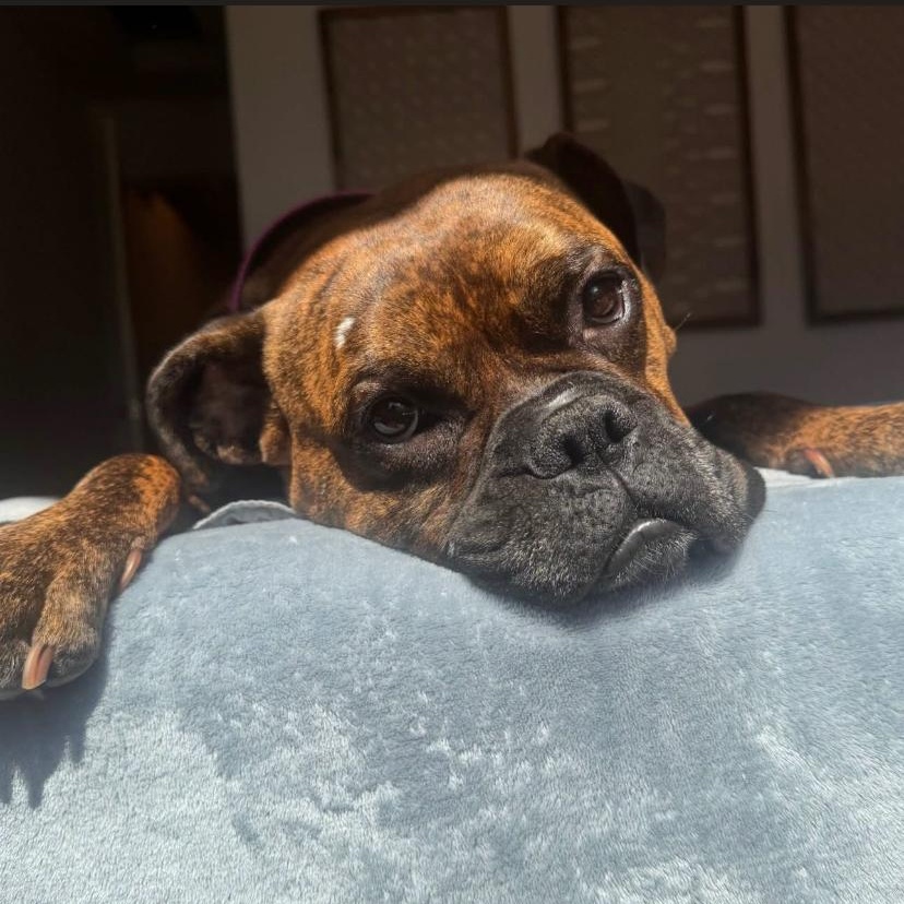 Enlarge Parmesan, a ADOPTABLE Boxer in Philadelphia, PA image 2/6