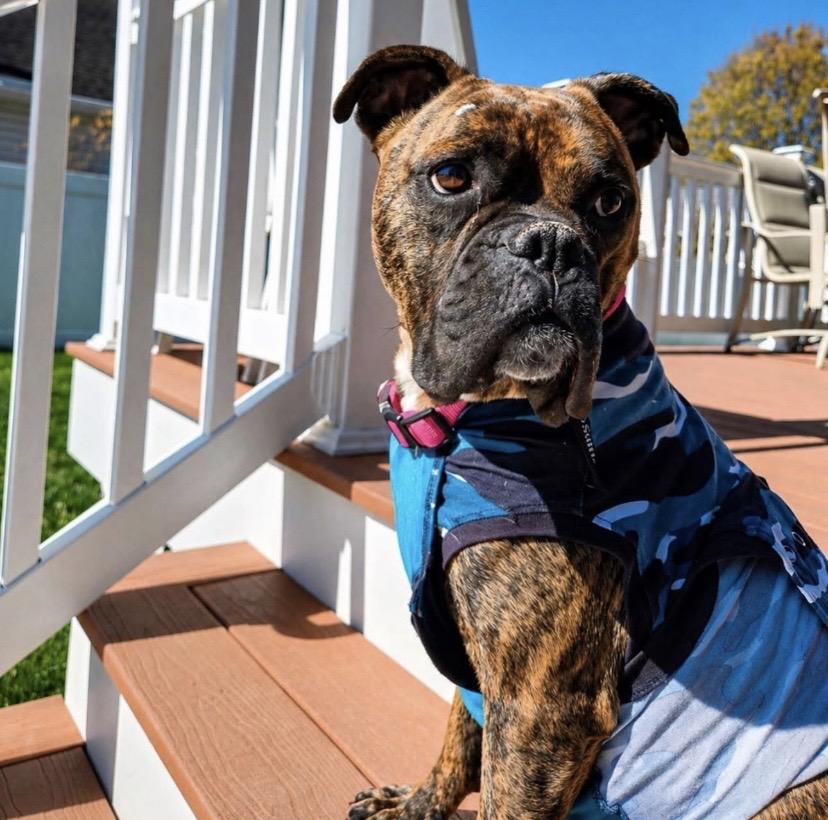 Parmesan, a ADOPTABLE Boxer in Philadelphia, PA image 1/6