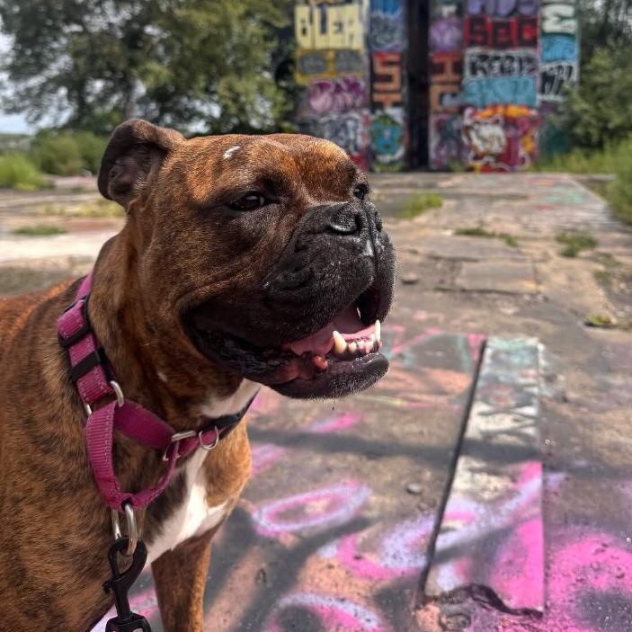 Parmesan, ADOPTABLE, Adult Female Boxer.