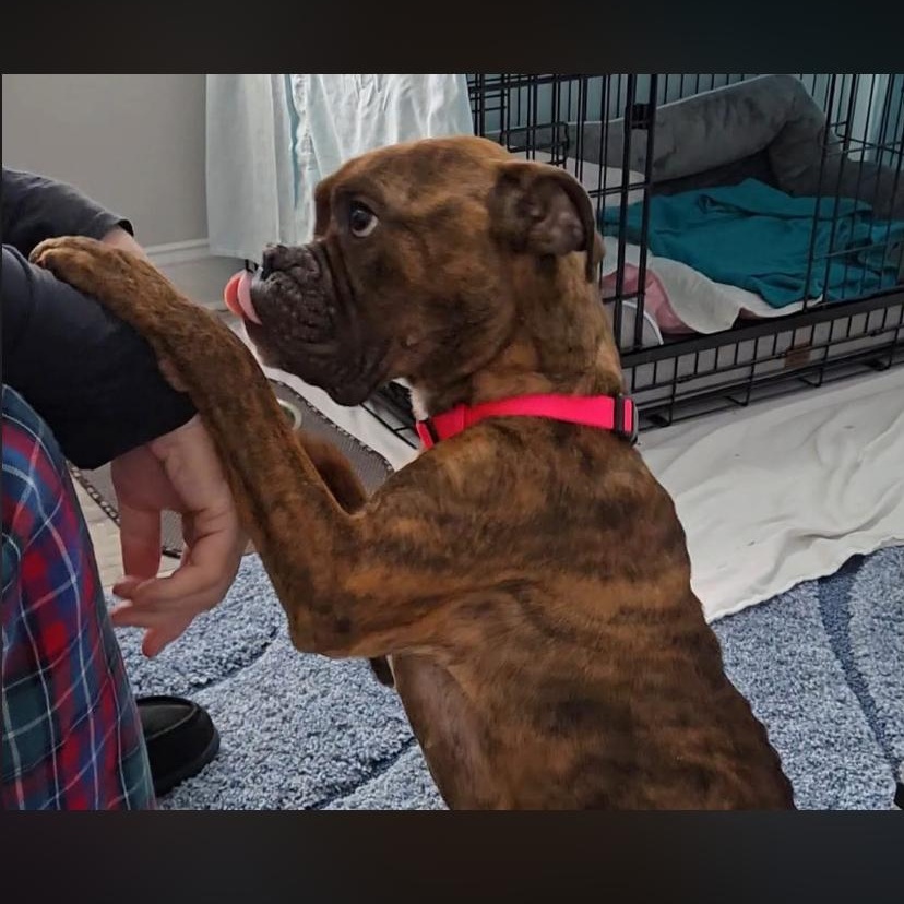 Parmesan, a ADOPTABLE Boxer in Philadelphia, PA image 4/6