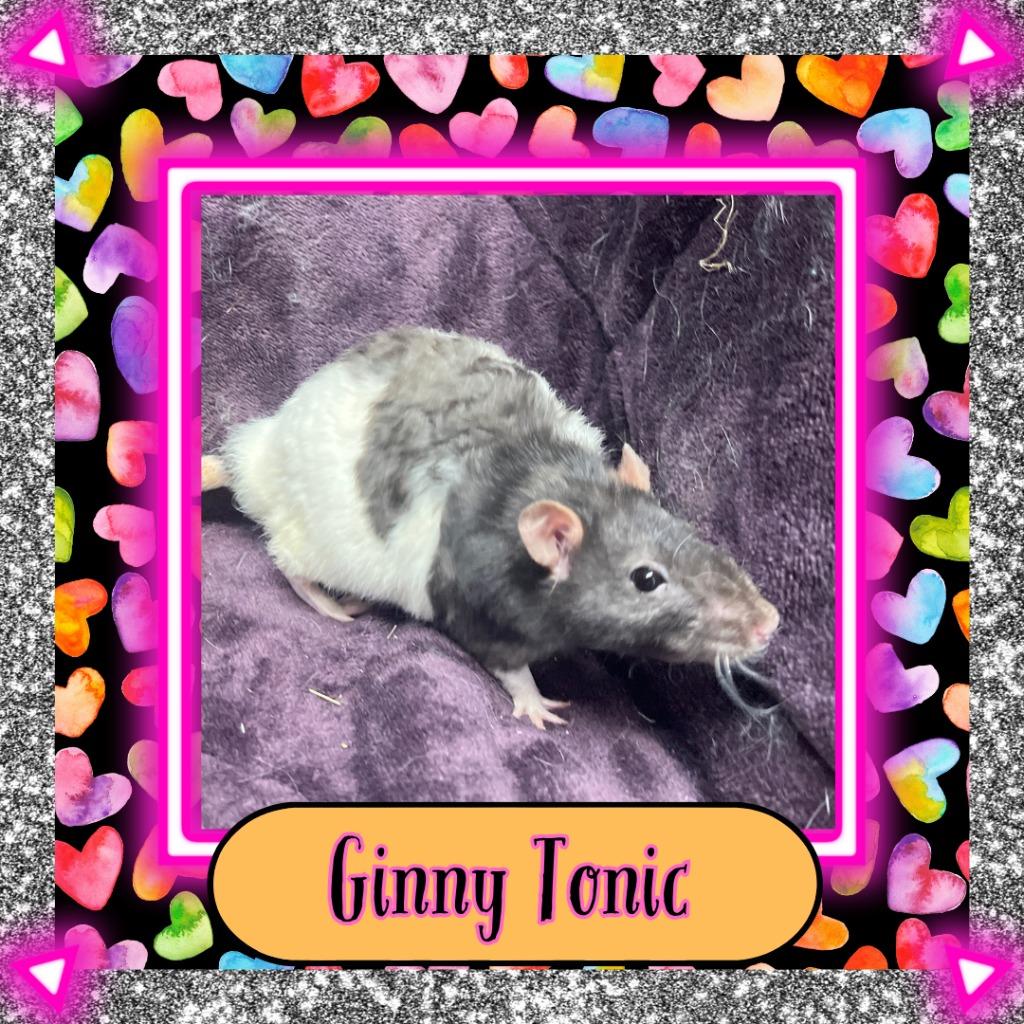 Cara Van, a Adopted Rat in Elizabethtown, KY image 2/5