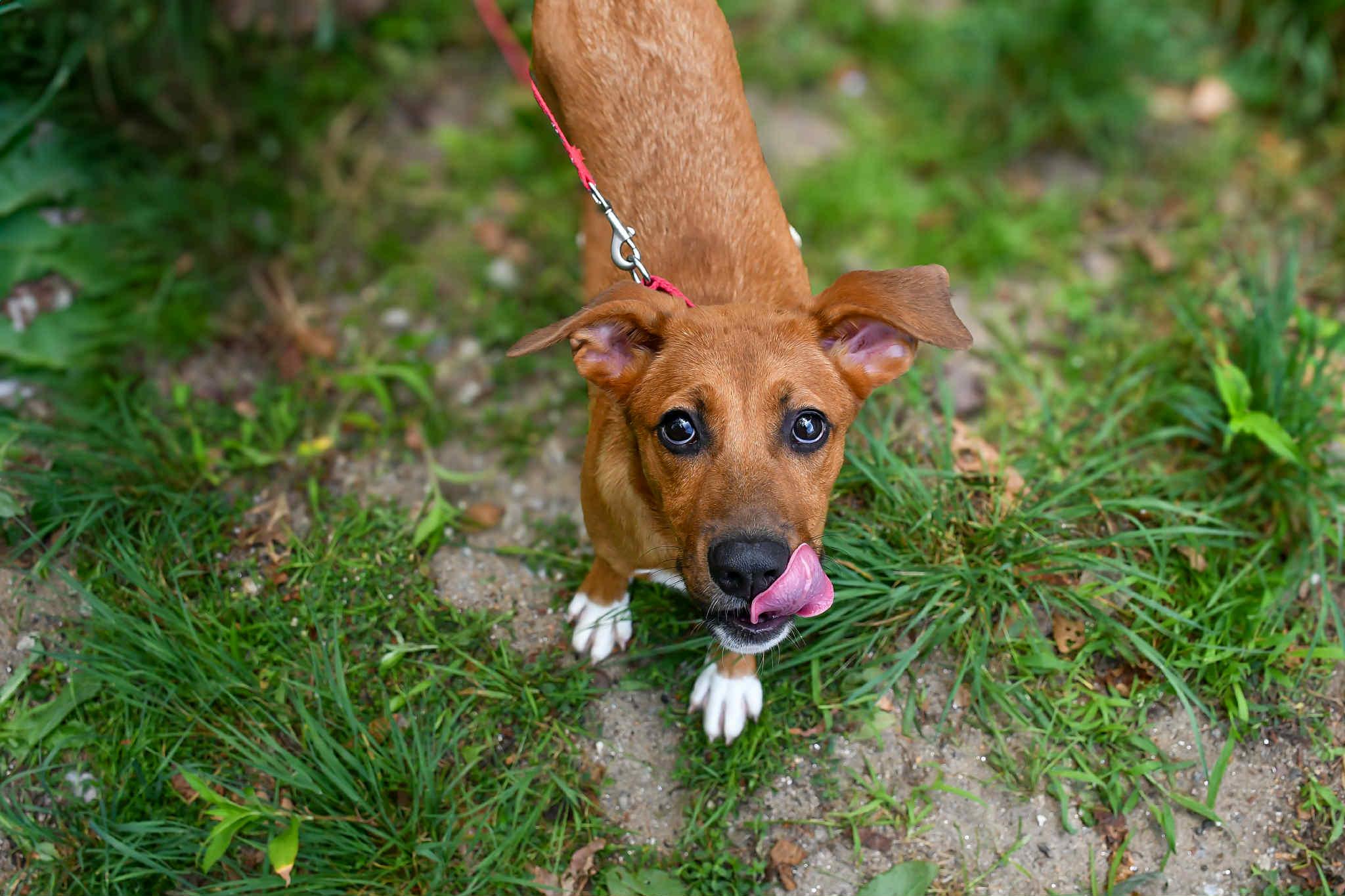 Karley in NH! Come Meet our Adoptable Dogs Wednesday-Saturday. More info in Bio!
